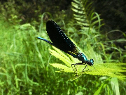 wp31673d89_02.jpg
